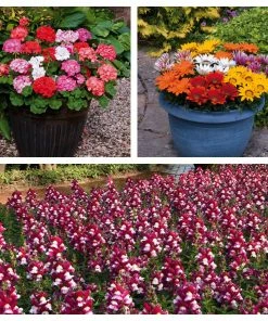 Roots Plants 120 Best Annuals For Flower Beds Collection | Sunny Shades | Plug Plants