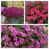 Roots Plants Busy Lizzies 12 Best Annuals For Hanging Baskets | Pink & Purple Shades | Jumbo Plug Plants