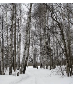 Roots Plants Silver Birch Tree | Betula Pendula Trees & Shrubs