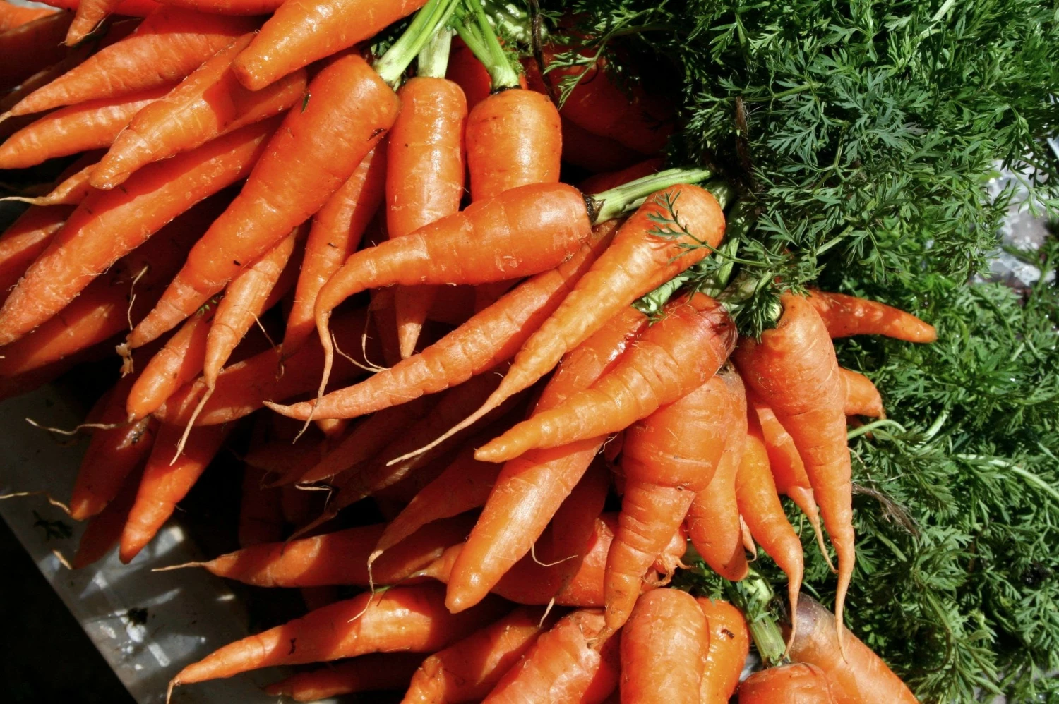 Roots Plants 10 Organic 'Early Nantes' Carrots Plants Root Vegetables 7 Roots Plants 10 Organic 'Early Nantes' Carrots Plants Root Vegetables