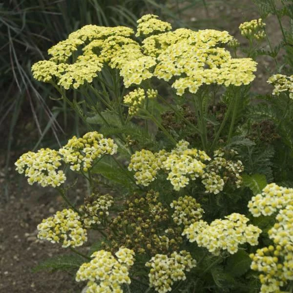 Roots Plants Achillea 'Sunny Seduction' | 10.5cm Pot 3 Roots Plants Achillea 'Sunny Seduction' | 10.5cm Pot