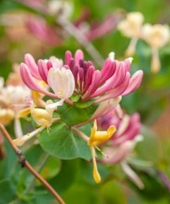 Roots Plants Honeysuckle 'Serotina' | Lonicera Periclymenum | On A 90cm Cane In A 3L Pot