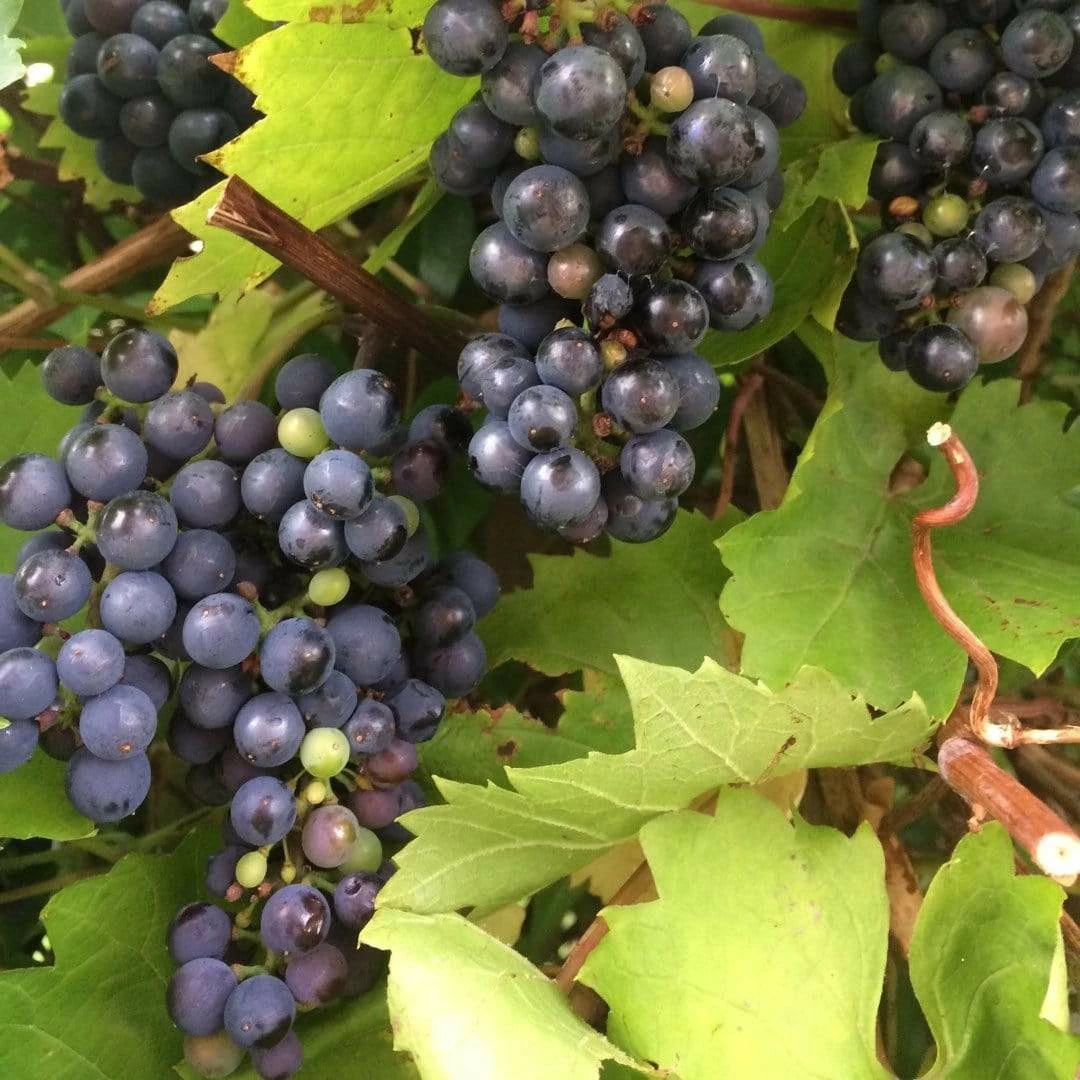 Roots Plants Fruits 90cm 'Black Hamburgh' Indoor Grape Vine | 3L Pot 4 Roots Plants Fruits 90cm 'Black Hamburgh' Indoor Grape Vine | 3L Pot