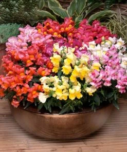 Roots Plants 40 Mixed Antirrhinum Plug Plants | Appeal F1 Series | Snapdragons