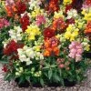 Roots Plants 40 Mixed Antirrhinum Plug Plants | Appeal F1 Series | Snapdragons