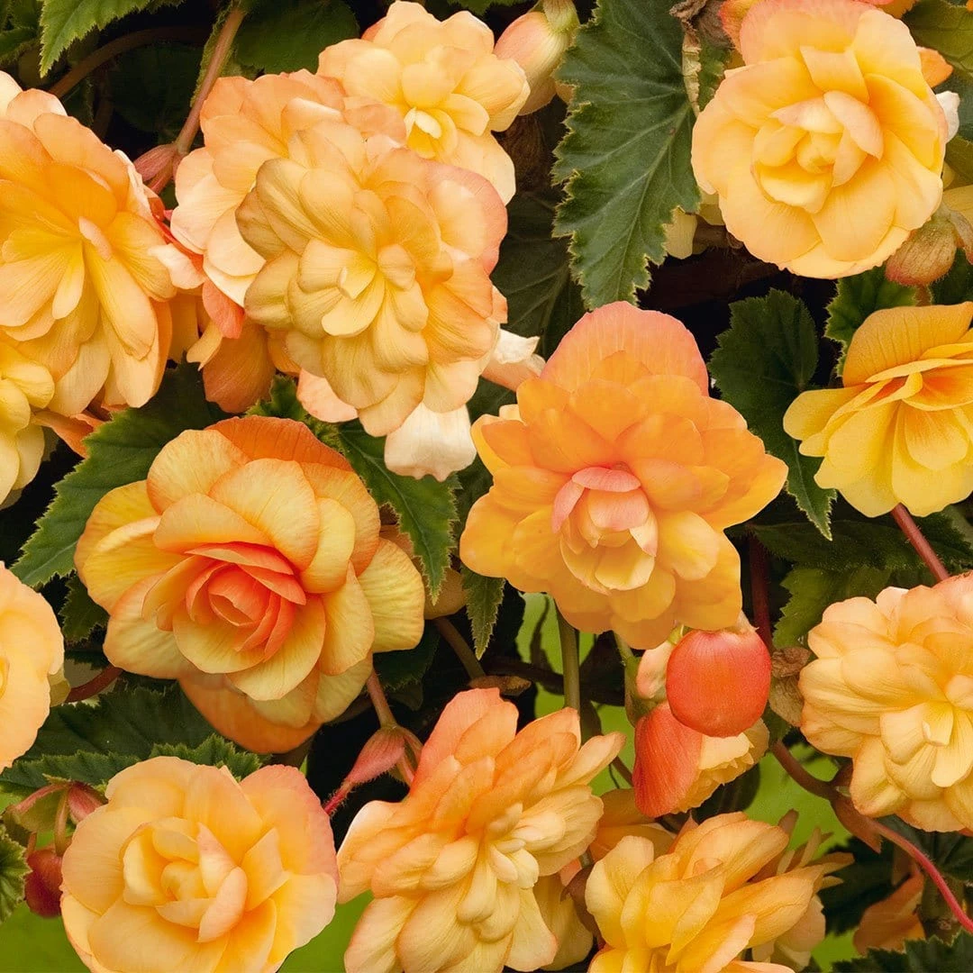 Roots Plants Begonia Illumination 'Apricot Shades' Jumbo Plug Plants Begonias 4 Roots Plants Begonia Illumination 'Apricot Shades' Jumbo Plug Plants Begonias
