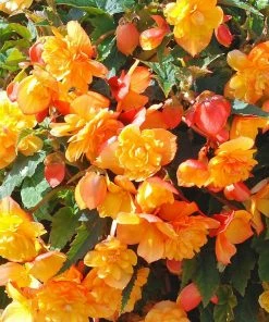 Roots Plants Begonia Illumination 'Apricot Shades' Jumbo Plug Plants Begonias 8 Roots Plants Begonia Illumination 'Apricot Shades' Jumbo Plug Plants Begonias