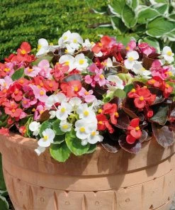 Roots Plants 40 Mixed Begonia 'Devils Delight' Plug Plants