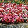 Roots Plants 40 Mixed Begonia 'Devils Delight' Plug Plants 1 Roots Plants 40 Mixed Begonia 'Devils Delight' Plug Plants
