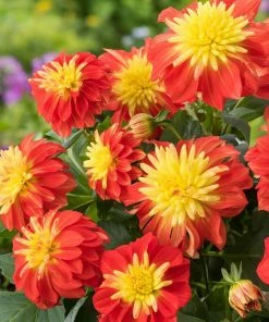Roots Plants Dahlia Gardenetta 'Fireball' Jumbo Plug Plants Dahlias