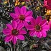 Roots Plants Dahlia Happy Days 'Purple' Jumbo Plug Plants 1 Roots Plants Dahlia Happy Days 'Purple' Jumbo Plug Plants