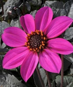 Roots Plants Dahlia Happy Days 'Purple' Jumbo Plug Plants