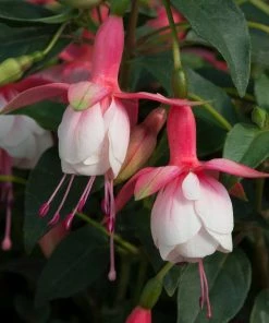 Roots Plants 12 Best Annuals For Potted Plants | Pink And Purple Shades | Jumbo Plug Plants Begonias 11 Roots Plants 12 Best Annuals For Potted Plants | Pink And Purple Shades | Jumbo Plug Plants Begonias