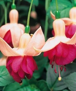 Roots Plants Hardy Fuchsia 'Garden News' | Jumbo Plug Plants Fuchsias