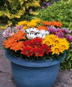 Roots Plants 40 Gazania 'Sunburst' Collection Plug Plants