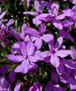 Roots Plants Lobelia Waterfall 'Lavender' Jumbo Plug Plants All Annual Bedding