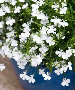Roots Plants All Annual Bedding Lobelia Waterfall 'White Sparkle' Jumbo Plug Plants