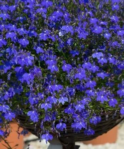 Roots Plants Lobelia Waterfall'Blue Improved' Jumbo Plug Plants
