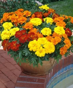 Roots Plants All Annual Bedding 40 Mixed Marigold 'French Fancy' Plug Plants