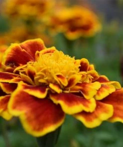 Roots Plants All Annual Bedding 40 Mixed Marigold 'French Fancy' Plug Plants 8 Roots Plants All Annual Bedding 40 Mixed Marigold 'French Fancy' Plug Plants