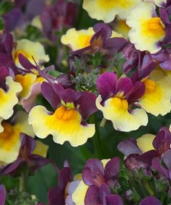 Roots Plants 12 Scented Annuals For Hanging Baskets | The Summer Breeze Collection | Nemesia & Petunias All Annual Bedding
