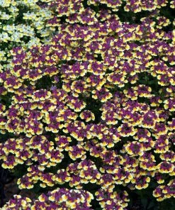 Roots Plants 12 Scented Annuals For Hanging Baskets | The Summer Breeze Collection | Nemesia & Petunias All Annual Bedding