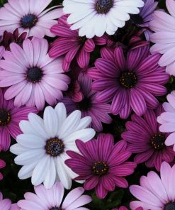 Roots Plants Mixed Osteospermum 'Berries & Cream' Jumbo Plug Plants | Akila F1 Series