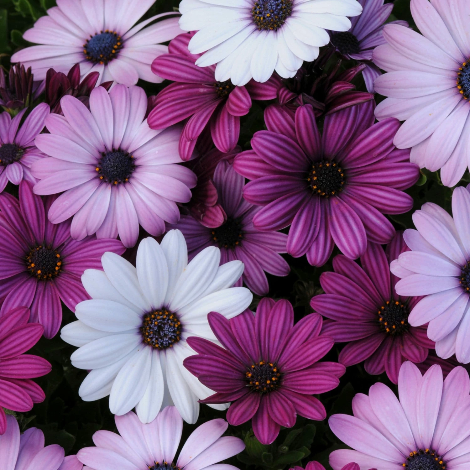 Roots Plants Mixed Osteospermum 'Berries & Cream' Jumbo Plug Plants | Akila F1 Series 3 Roots Plants Mixed Osteospermum 'Berries & Cream' Jumbo Plug Plants | Akila F1 Series