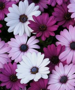 Roots Plants Mixed Osteospermum 'Berries & Cream' Jumbo Plug Plants | Akila F1 Series 8 Roots Plants Mixed Osteospermum 'Berries & Cream' Jumbo Plug Plants | Akila F1 Series