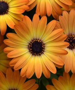 Roots Plants 12 Best Annuals For Hanging Baskets | Sunny Shades | Jumbo Plug Plants Calibrachoas 10 Roots Plants 12 Best Annuals For Hanging Baskets | Sunny Shades | Jumbo Plug Plants Calibrachoas