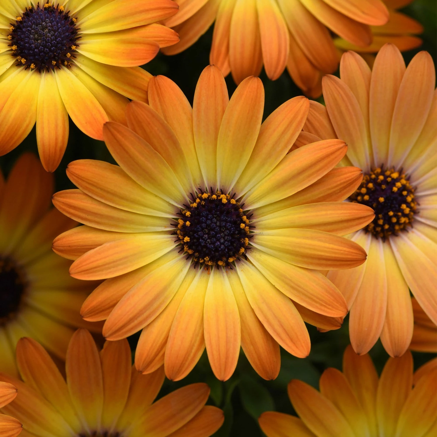 Roots Plants 12 Best Annuals For Hanging Baskets | Sunny Shades | Jumbo Plug Plants Calibrachoas 6 Roots Plants 12 Best Annuals For Hanging Baskets | Sunny Shades | Jumbo Plug Plants Calibrachoas