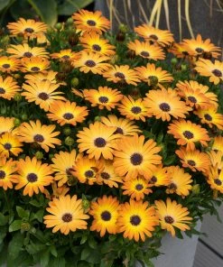 Roots Plants Osteospermum 'Serenity Sunshine Beauty' Jumbo Plug Plants