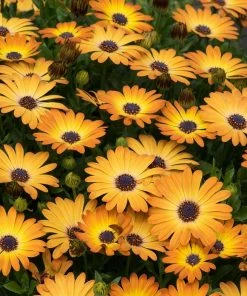 Roots Plants Osteospermum 'Serenity Sunshine Beauty' Jumbo Plug Plants