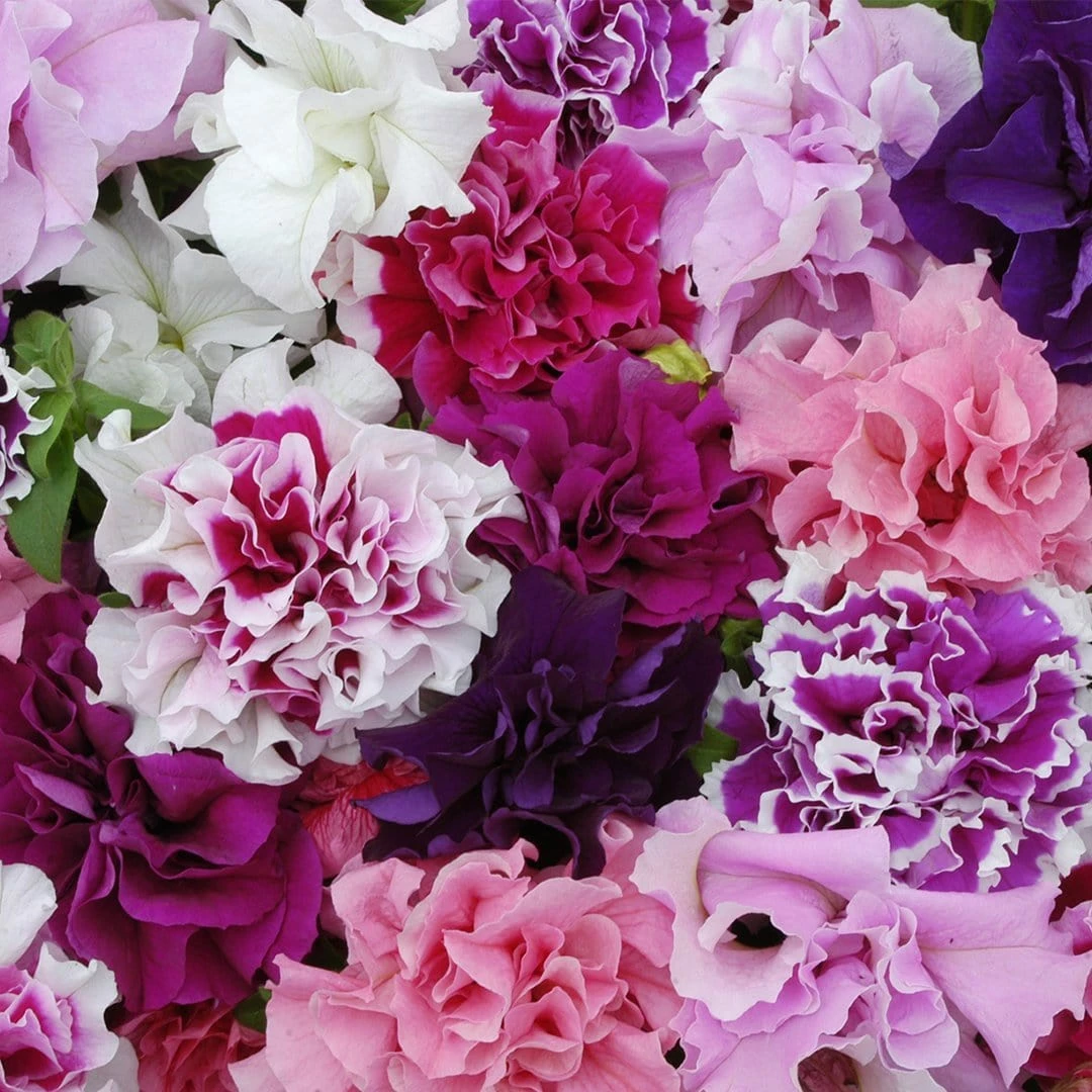 Roots Plants 40 Mixed Petunia 'Pirouette' Plug Plants Petunias 5 Roots Plants 40 Mixed Petunia 'Pirouette' Plug Plants Petunias