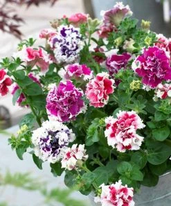 Roots Plants 40 Mixed Petunia 'Pirouette' Plug Plants Petunias