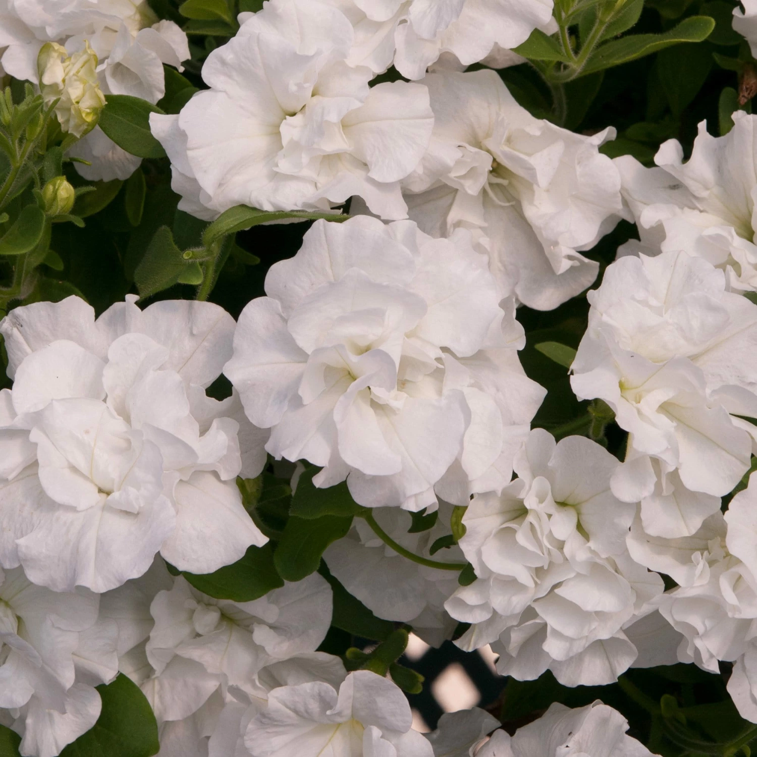 Roots Plants Petunia Tumbelina 'Dianna' Jumbo Plug Plants 3 Roots Plants Petunia Tumbelina 'Dianna' Jumbo Plug Plants