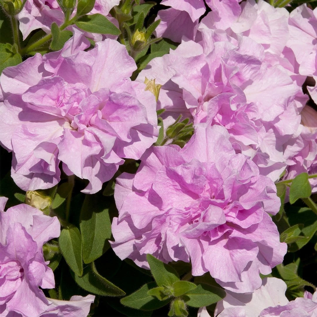 Roots Plants Petunia Tumbelina 'Raphaella' Jumbo Plug Plants Petunias 4 Roots Plants Petunia Tumbelina 'Raphaella' Jumbo Plug Plants Petunias