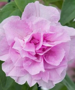 Roots Plants Petunia Tumbelina 'Raphaella' Jumbo Plug Plants Petunias 8 Roots Plants Petunia Tumbelina 'Raphaella' Jumbo Plug Plants Petunias