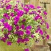 Roots Plants Petunias Petunia Surfinia 'Purple Variegated' Jumbo Plug Plants 1 Roots Plants Petunias Petunia Surfinia 'Purple Variegated' Jumbo Plug Plants