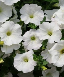 Roots Plants 12 Scented Annuals For Hanging Baskets | The Summer Breeze Collection | Nemesia & Petunias All Annual Bedding