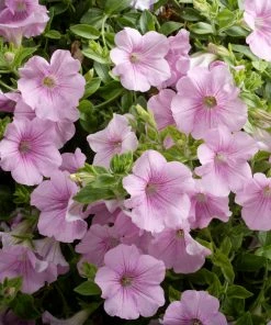 Roots Plants Petunia Surfinia 'Sweet Pink' Jumbo Plug Plants Petunias 8 Roots Plants Petunia Surfinia 'Sweet Pink' Jumbo Plug Plants Petunias