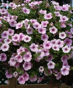 Roots Plants Petunia Surfinia 'Sweet Pink' Jumbo Plug Plants Petunias