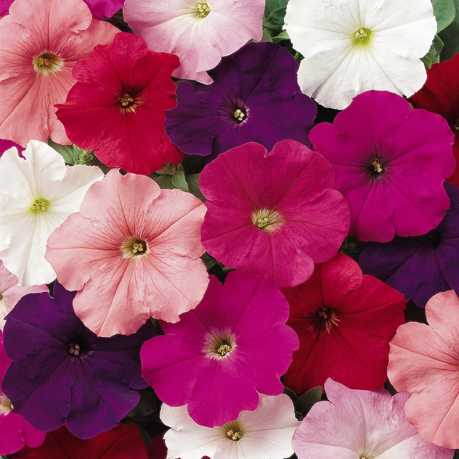 Roots Plants 40 Mixed Petunia 'Frenzy' Plug Plants 5 Roots Plants 40 Mixed Petunia 'Frenzy' Plug Plants