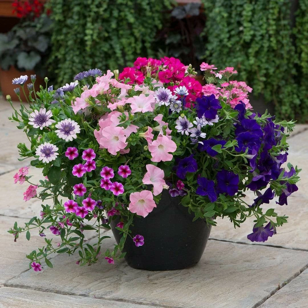 Roots Plants All Annual Bedding Sophistication' | Instant Designer Container 3 Roots Plants All Annual Bedding Sophistication' | Instant Designer Container