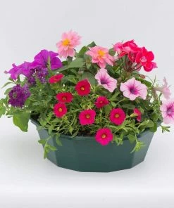 Roots Plants All Annual Bedding Sophistication' | Instant Designer Container
