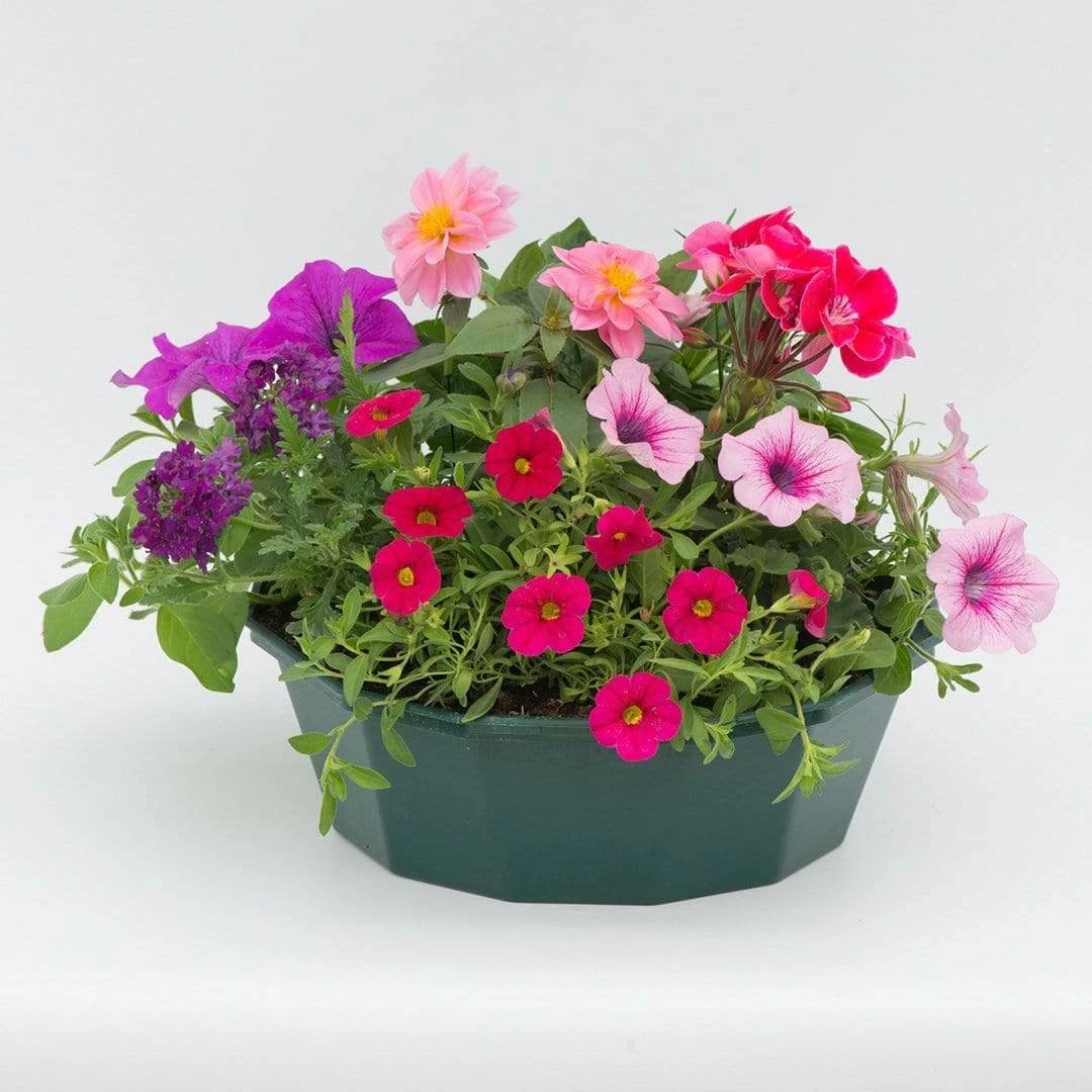 Roots Plants All Annual Bedding Sophistication' | Instant Designer Hanging Basket 4 Roots Plants All Annual Bedding Sophistication' | Instant Designer Hanging Basket