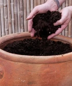 Roots Plants All Annual Bedding Sophistication' | Instant Designer Container 9 Roots Plants All Annual Bedding Sophistication' | Instant Designer Container