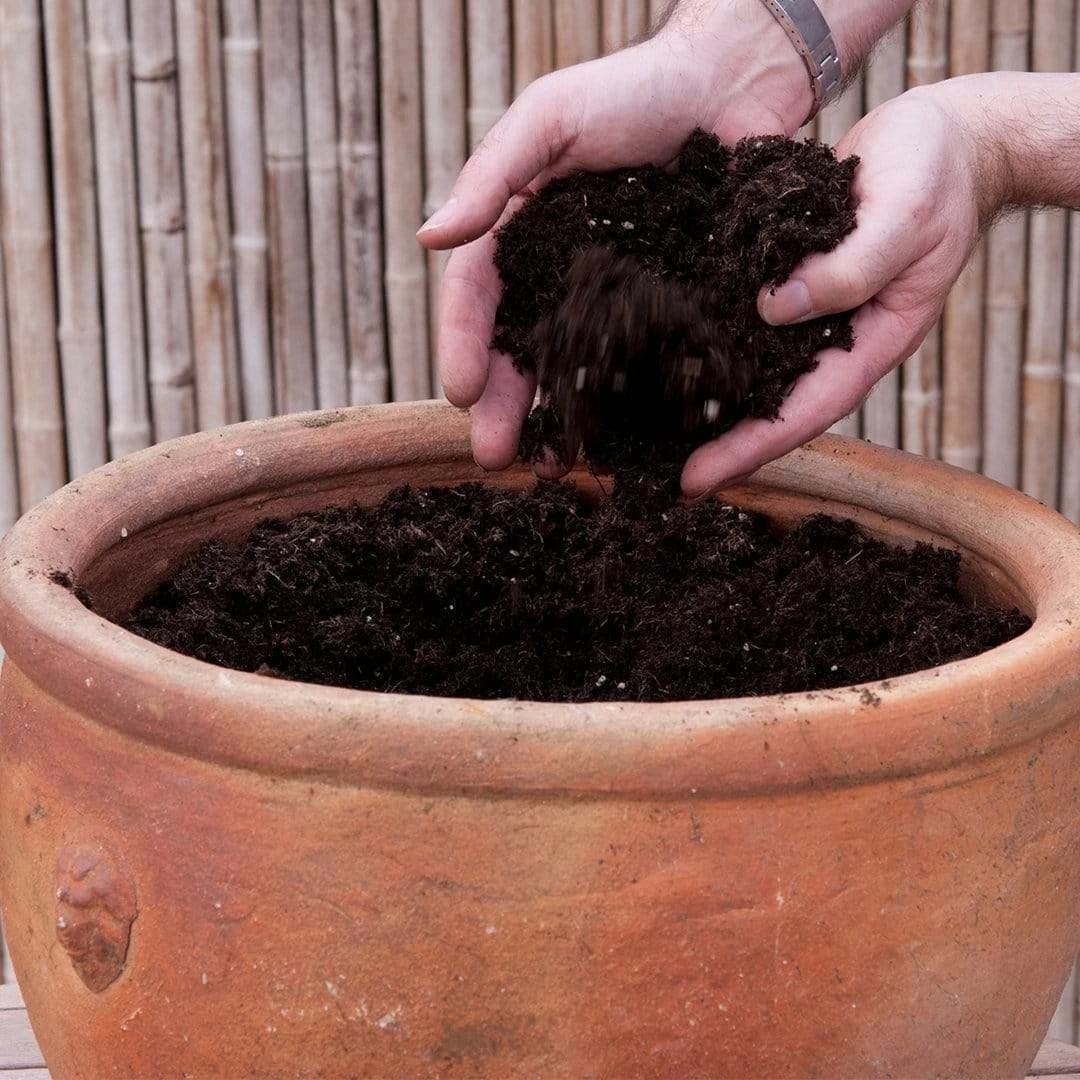 Roots Plants All Annual Bedding Sophistication' | Instant Designer Container 5 Roots Plants All Annual Bedding Sophistication' | Instant Designer Container