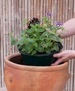 Roots Plants All Annual Bedding Sophistication' | Instant Designer Hanging Basket 10 Roots Plants All Annual Bedding Sophistication' | Instant Designer Hanging Basket