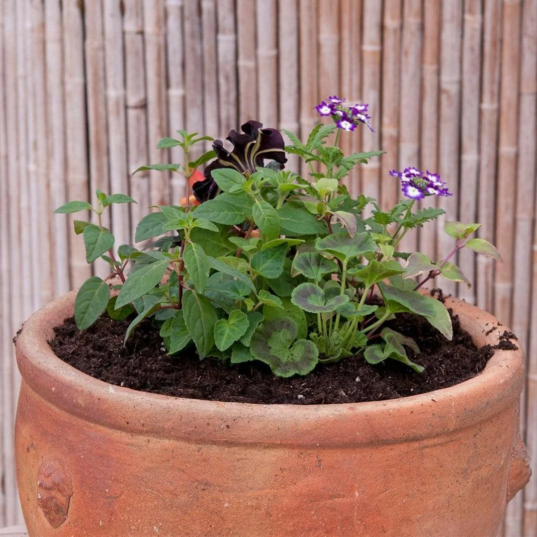 Roots Plants Sea Blues' | Instant Designer Hanging Basket 7 Roots Plants Sea Blues' | Instant Designer Hanging Basket